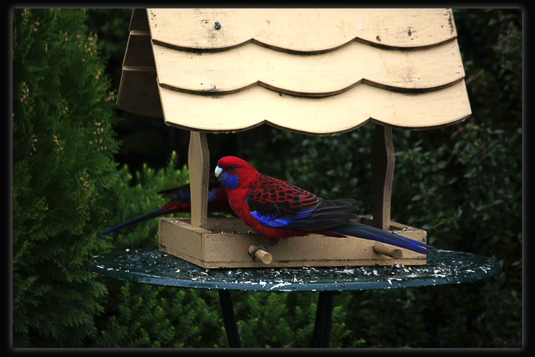 Crimson Rosella