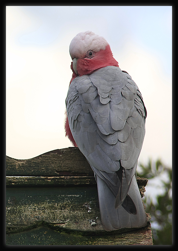 Galah