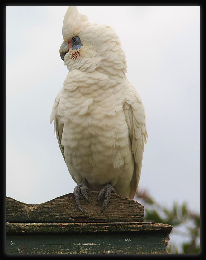 Little Corella