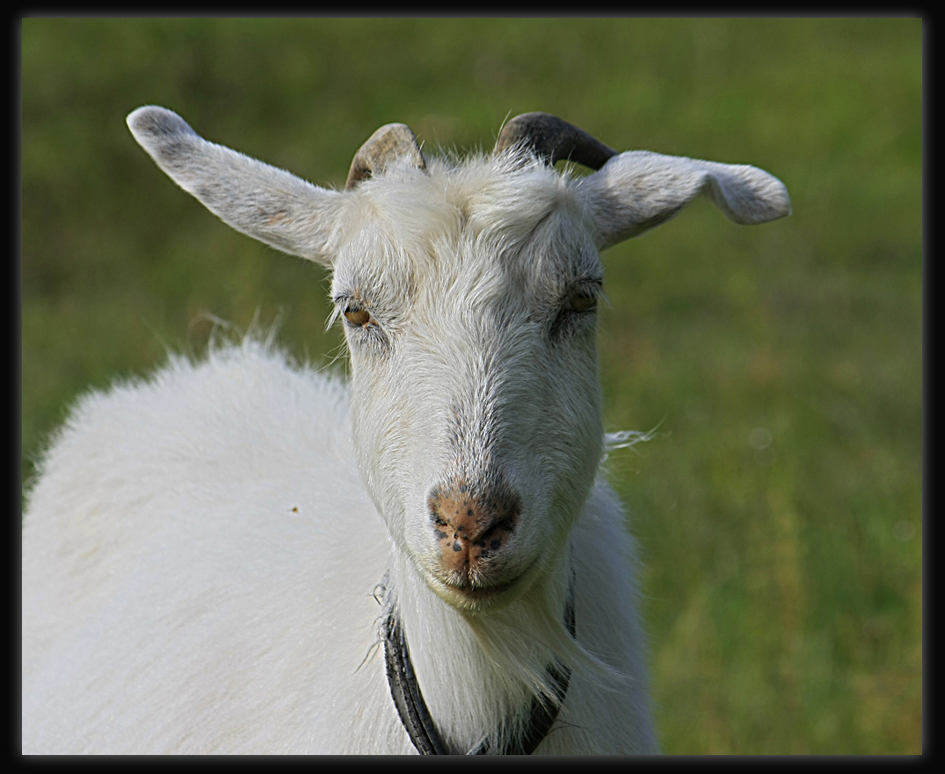 Goat