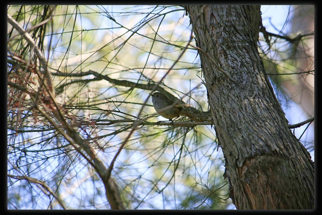 Brown Thornbill