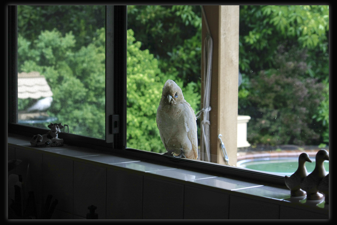 A Daily Visitor
