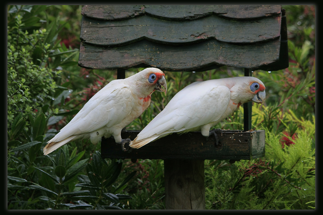 Long Billed Corellas