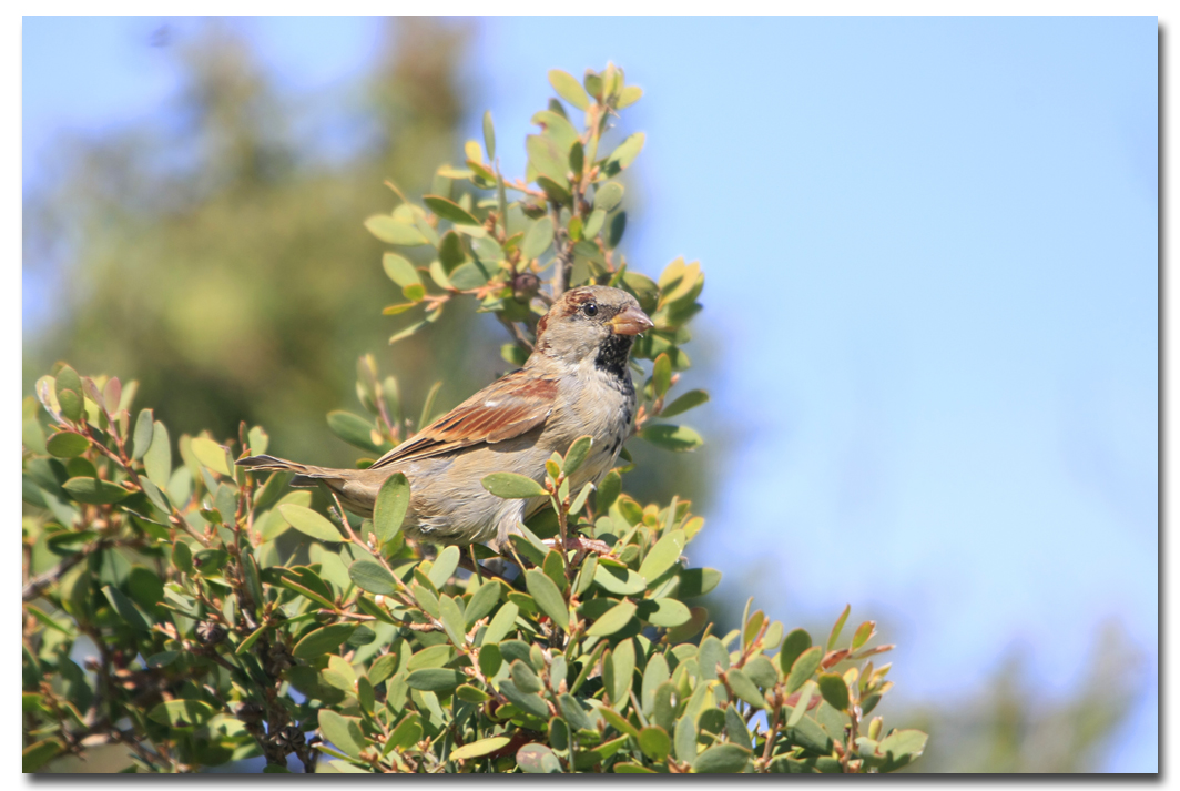 Common Sparrow