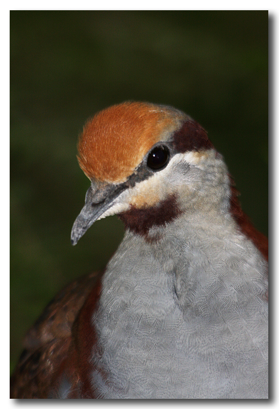 Brush Bronzewing