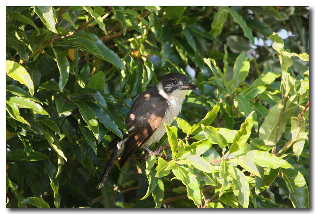 Butcher Bird