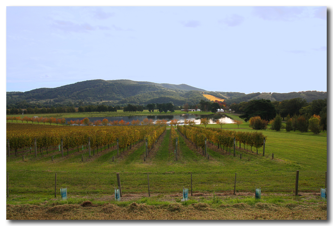 Yarra Valley Vinyard