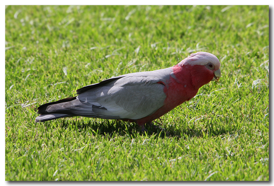Galah
