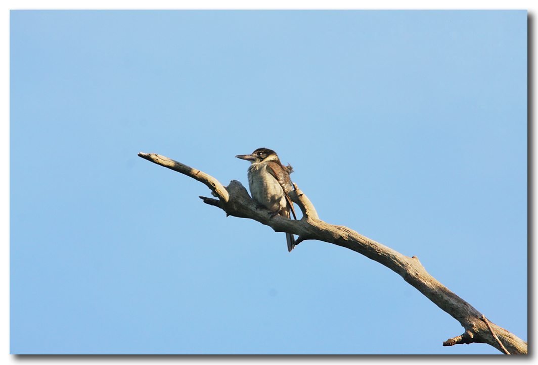 Butcher Bird