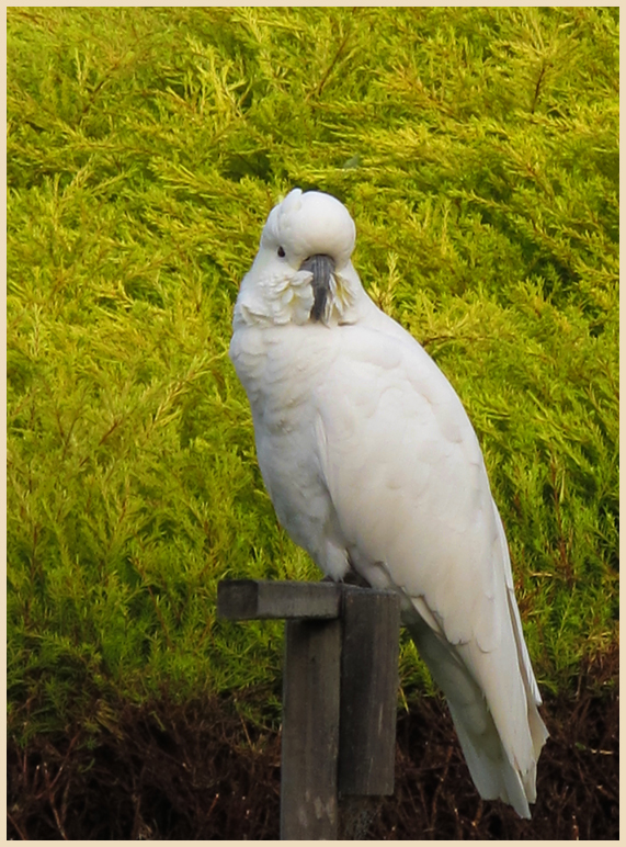 Cockatoo morning visit today