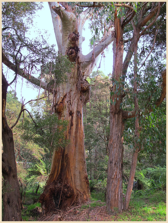 Eucalyptus gum