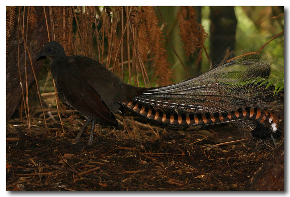 Superb Lyrebird