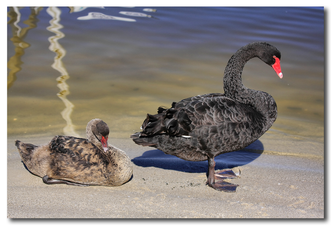 Black Swan with young