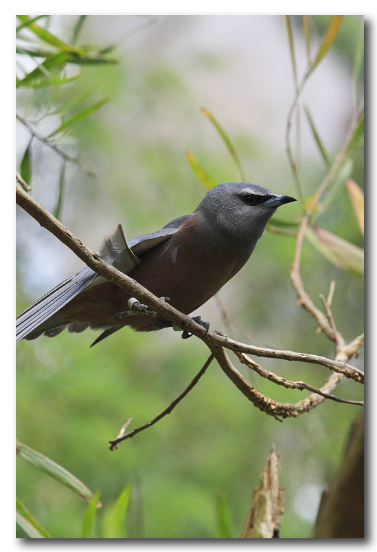 White-browed Woodswallow