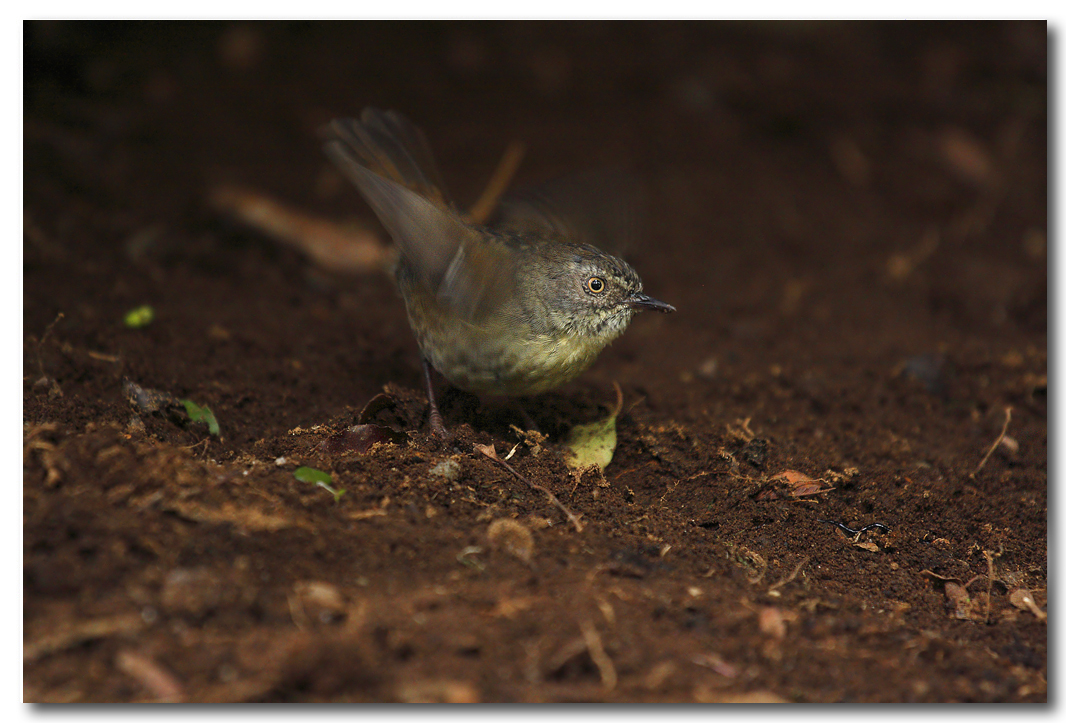 Buff rumped thornbill 
