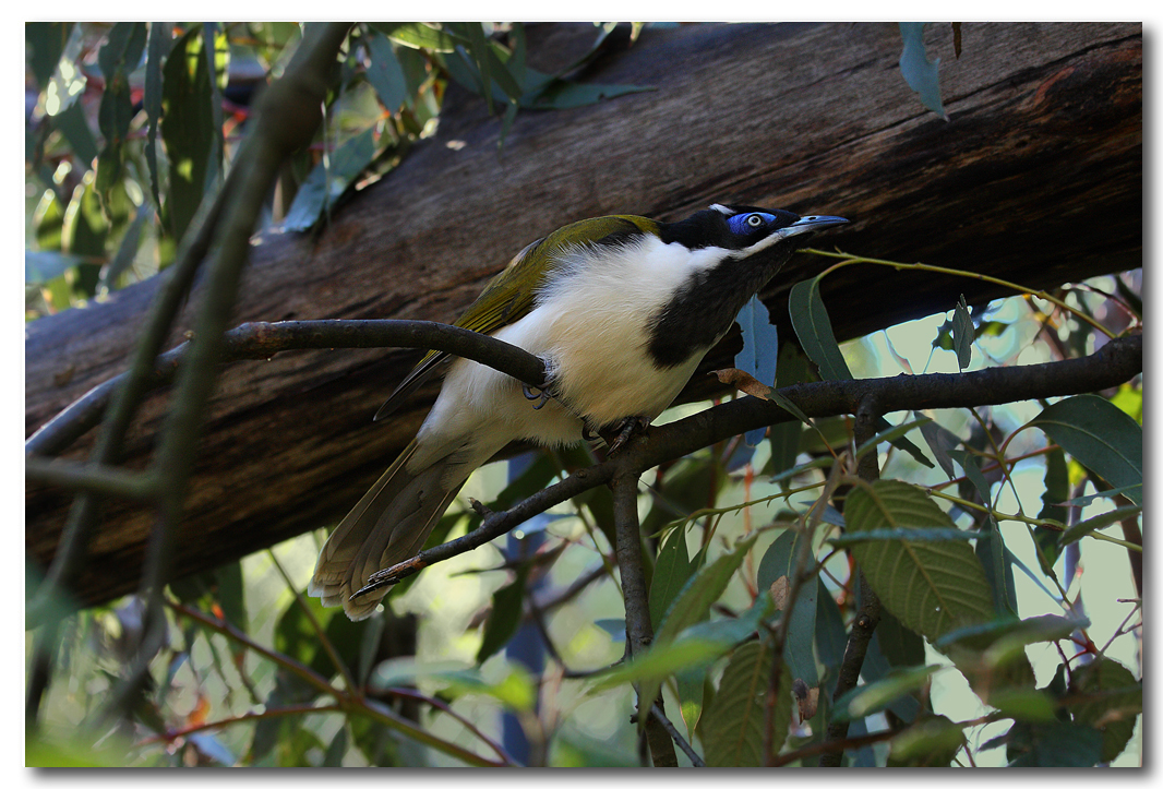 Blue-faced Honeyeater 