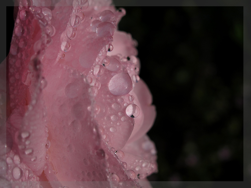 Camellia full frame macro 5