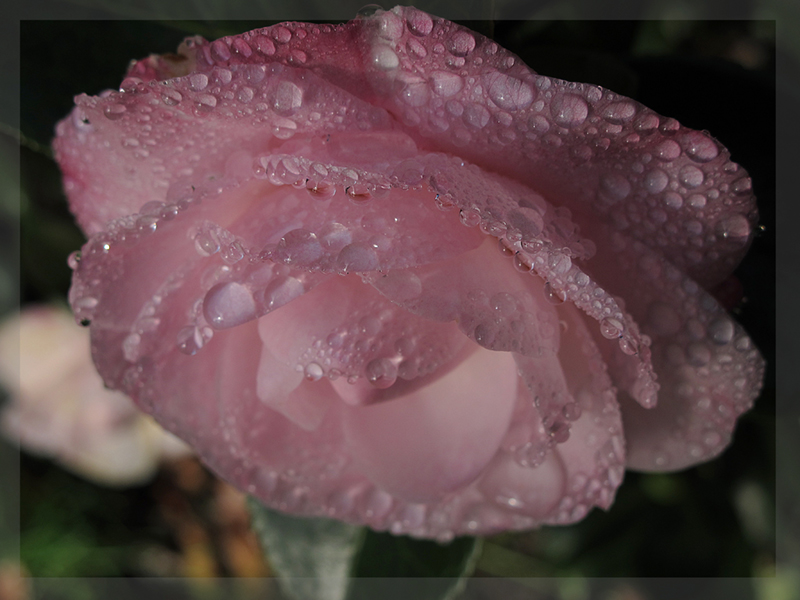 Camellia full frame macro 3