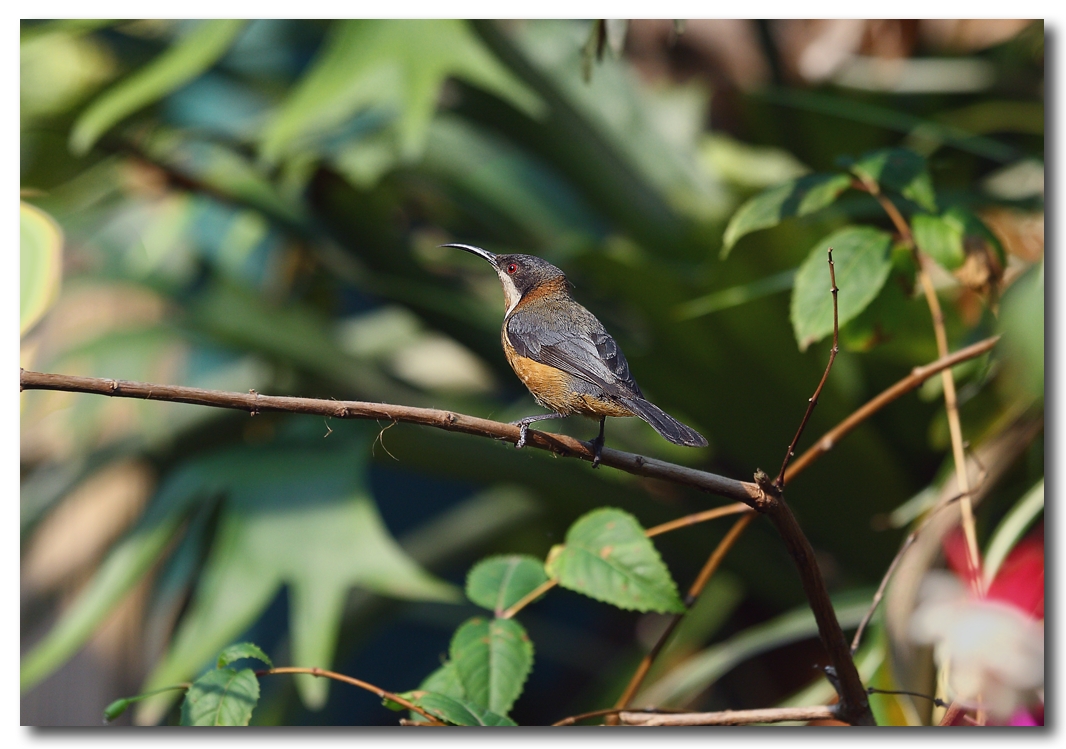 Eastern Spinebill 