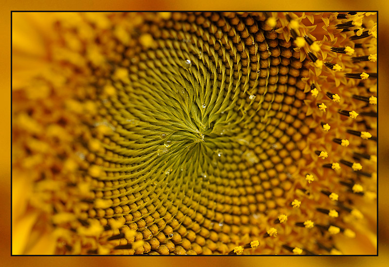 zonnebloem sunflower tournesol
