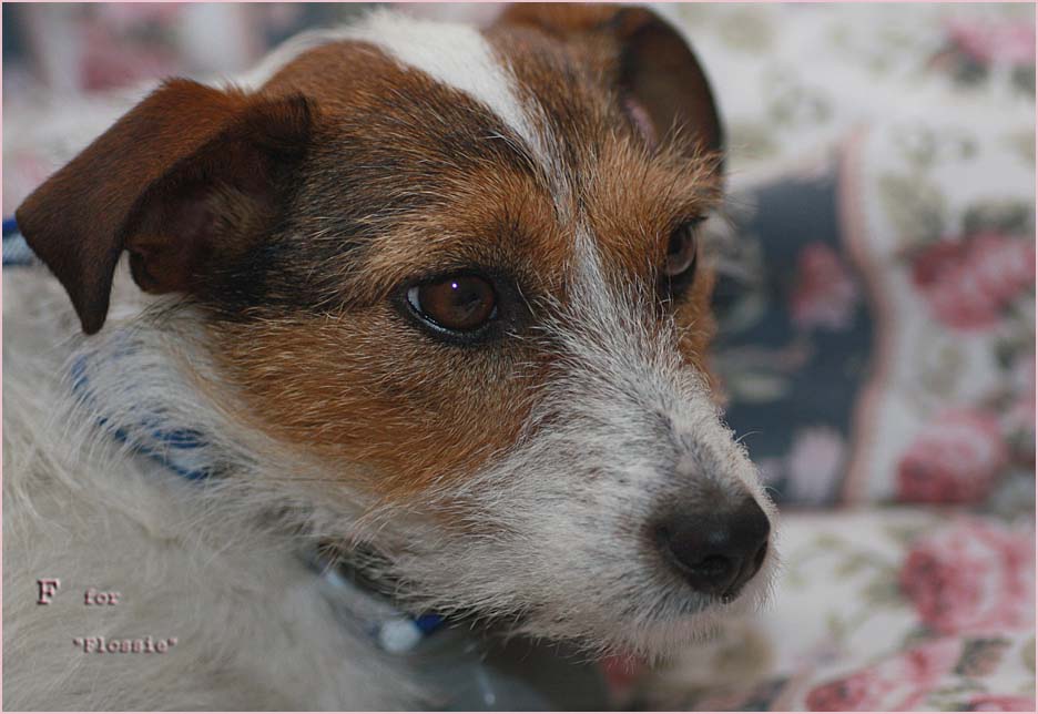 Challenge - F for Flossie - December  6