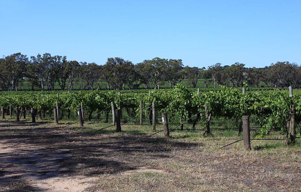V for vineyard