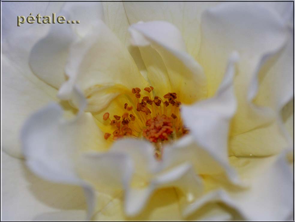 ptale 