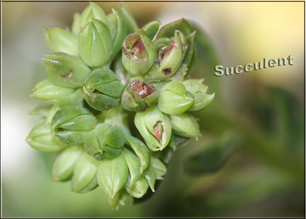 Succulent 