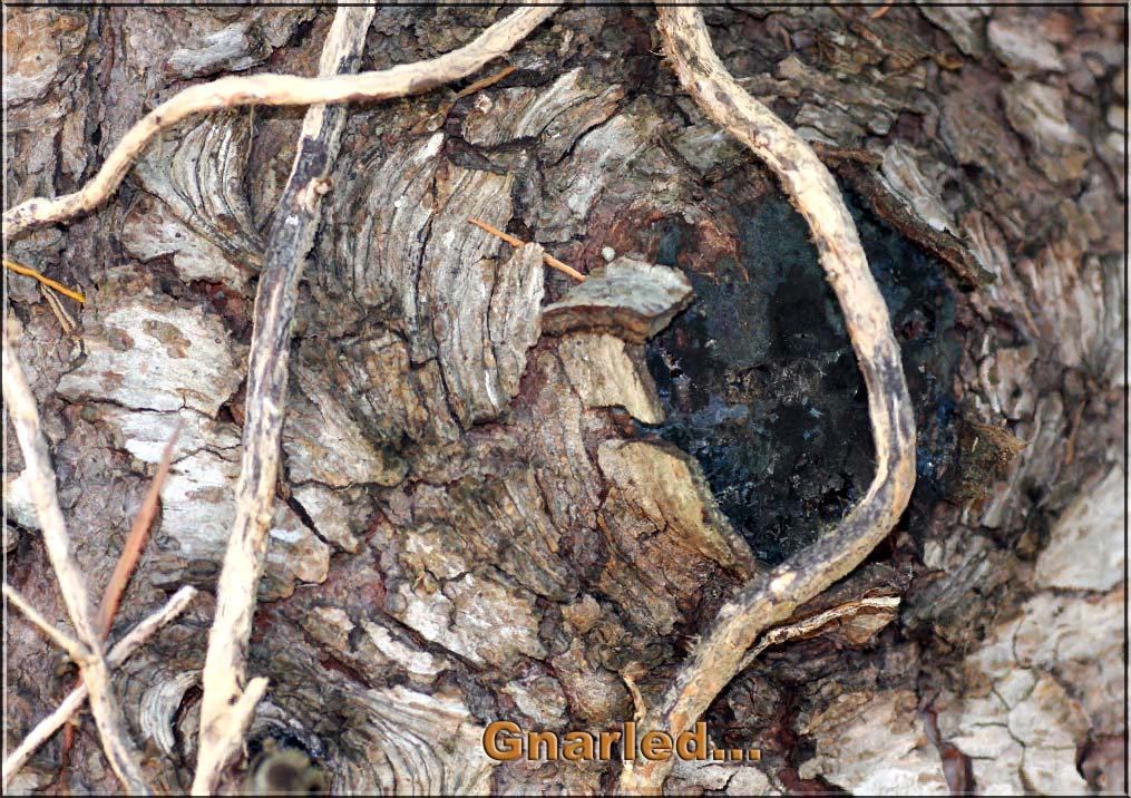 Gnarled