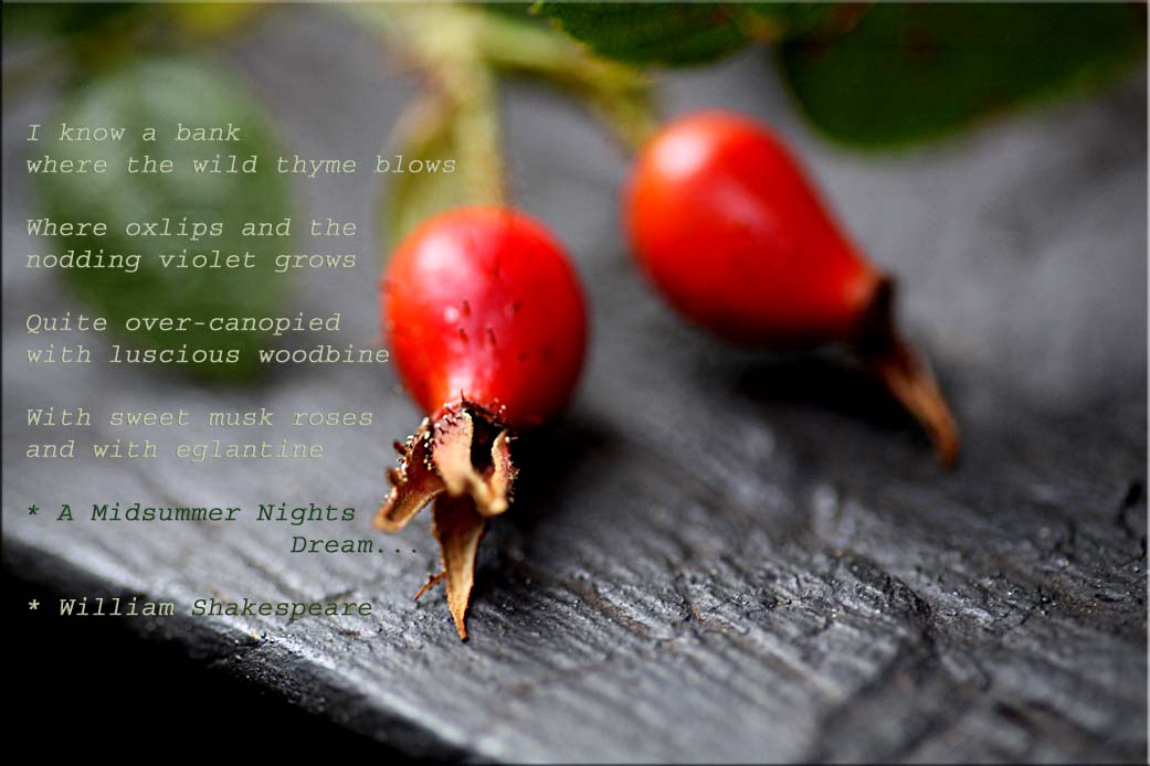 Eglantine