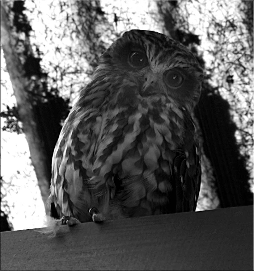 Wise old owl