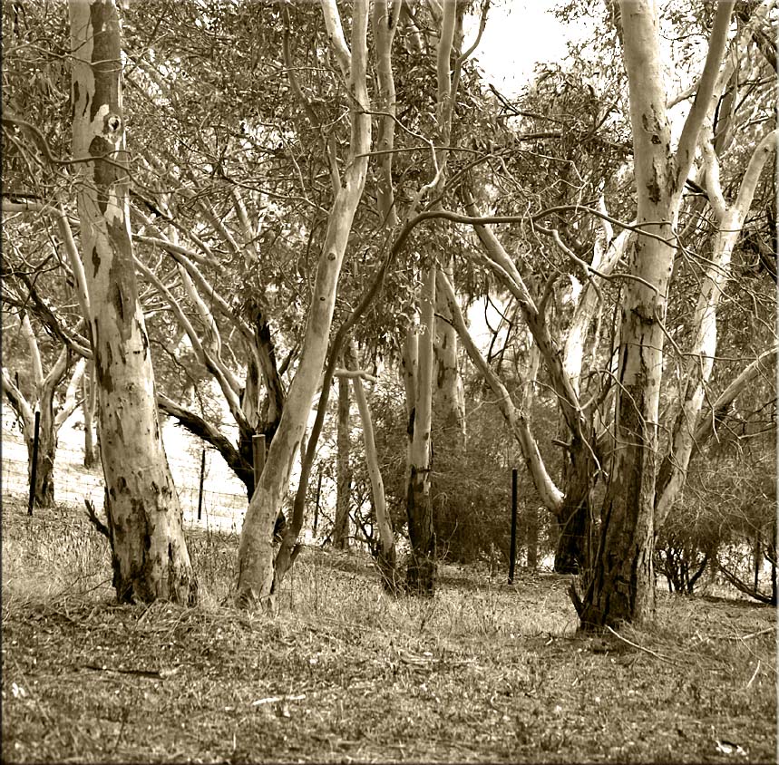 Trees in our horse paddock