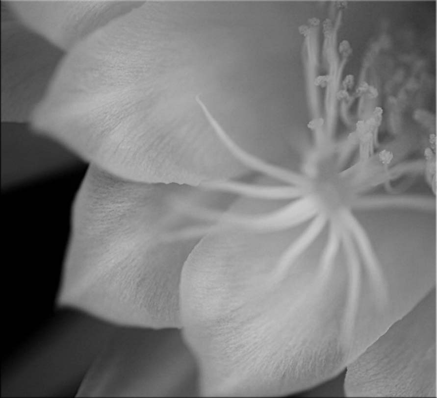 Close-up