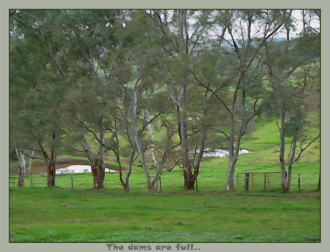 Row of Gums in July