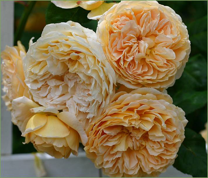 Crown Princess of Margareta