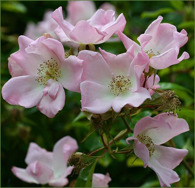 Katie Pianto rose