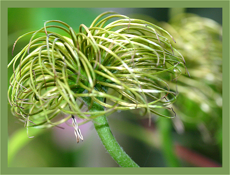 Clematis seedhead