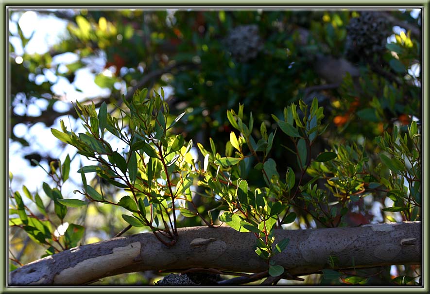 Branch of leaves