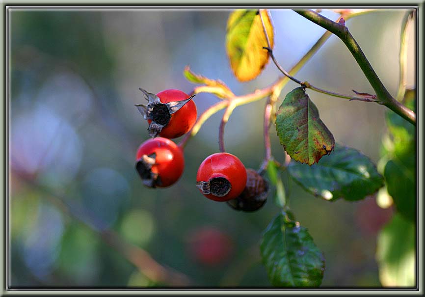 Rose hips