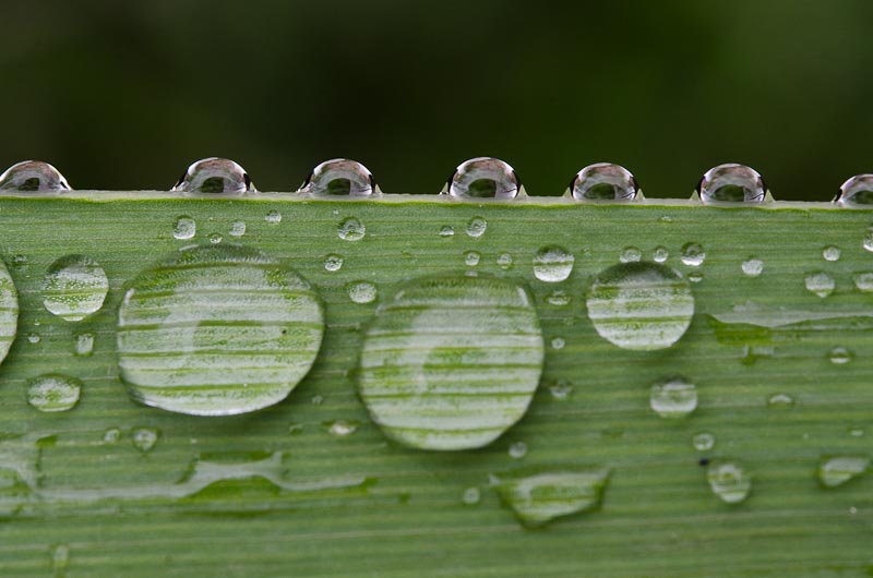 gouttes deau sur une feuille