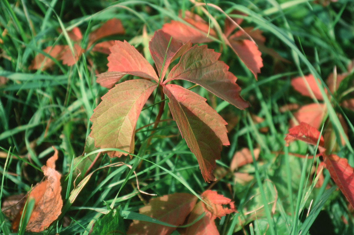 It smells autumn!