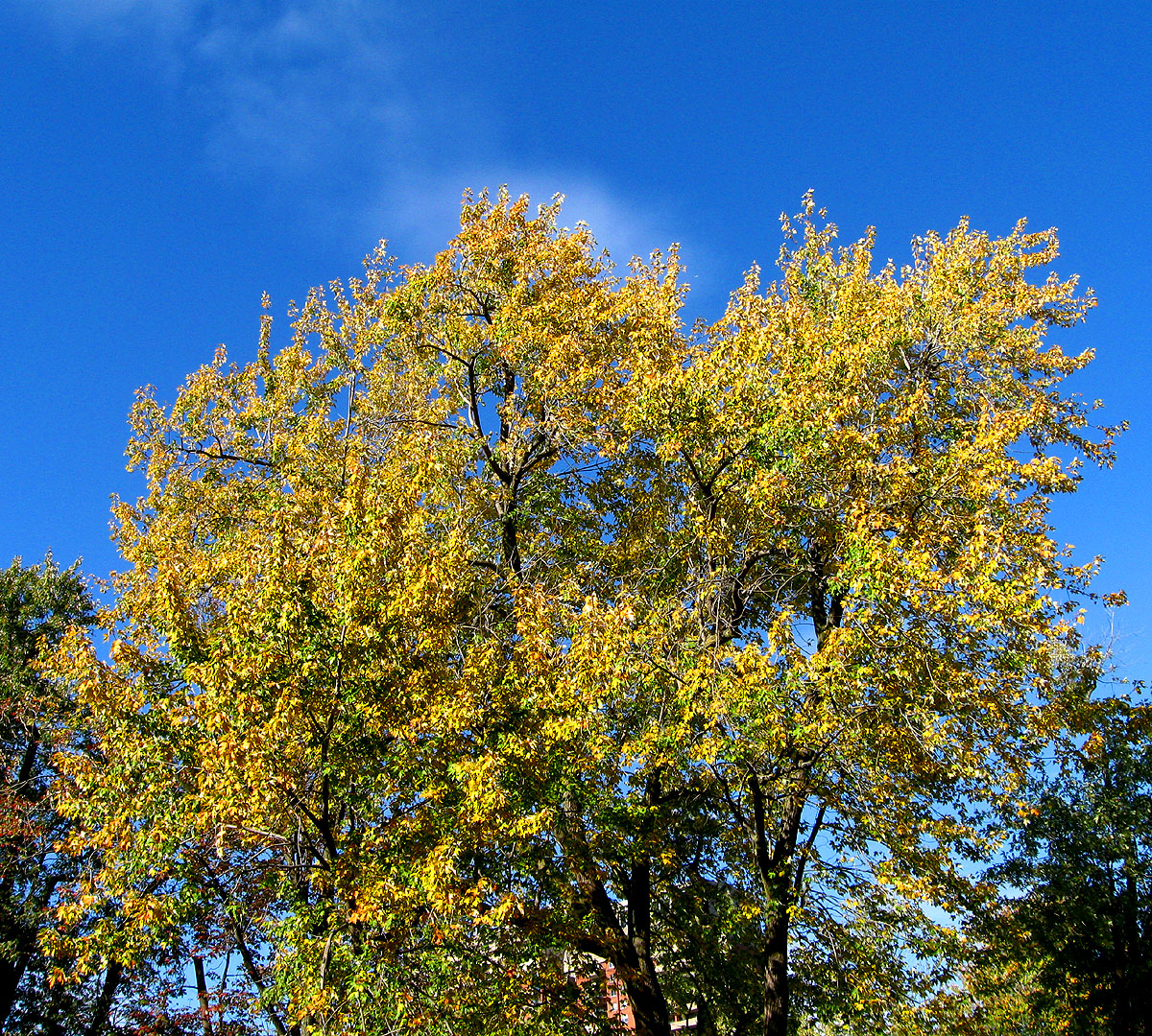 Autumn mood at Lafontaine urban park.