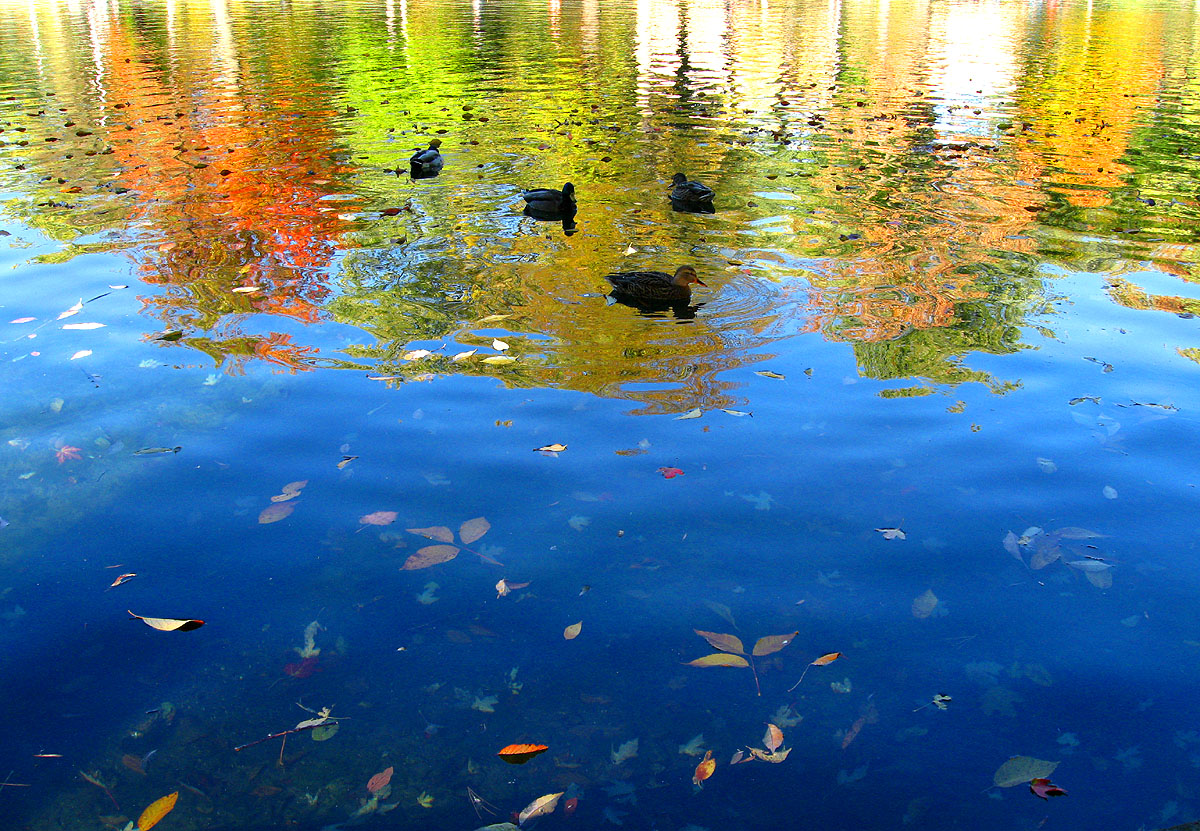 Autumn mood at Lafontaine urban park.