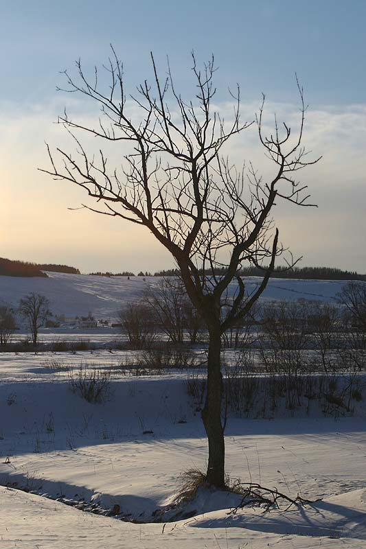 Icy lonelyness / Solitude glaciale