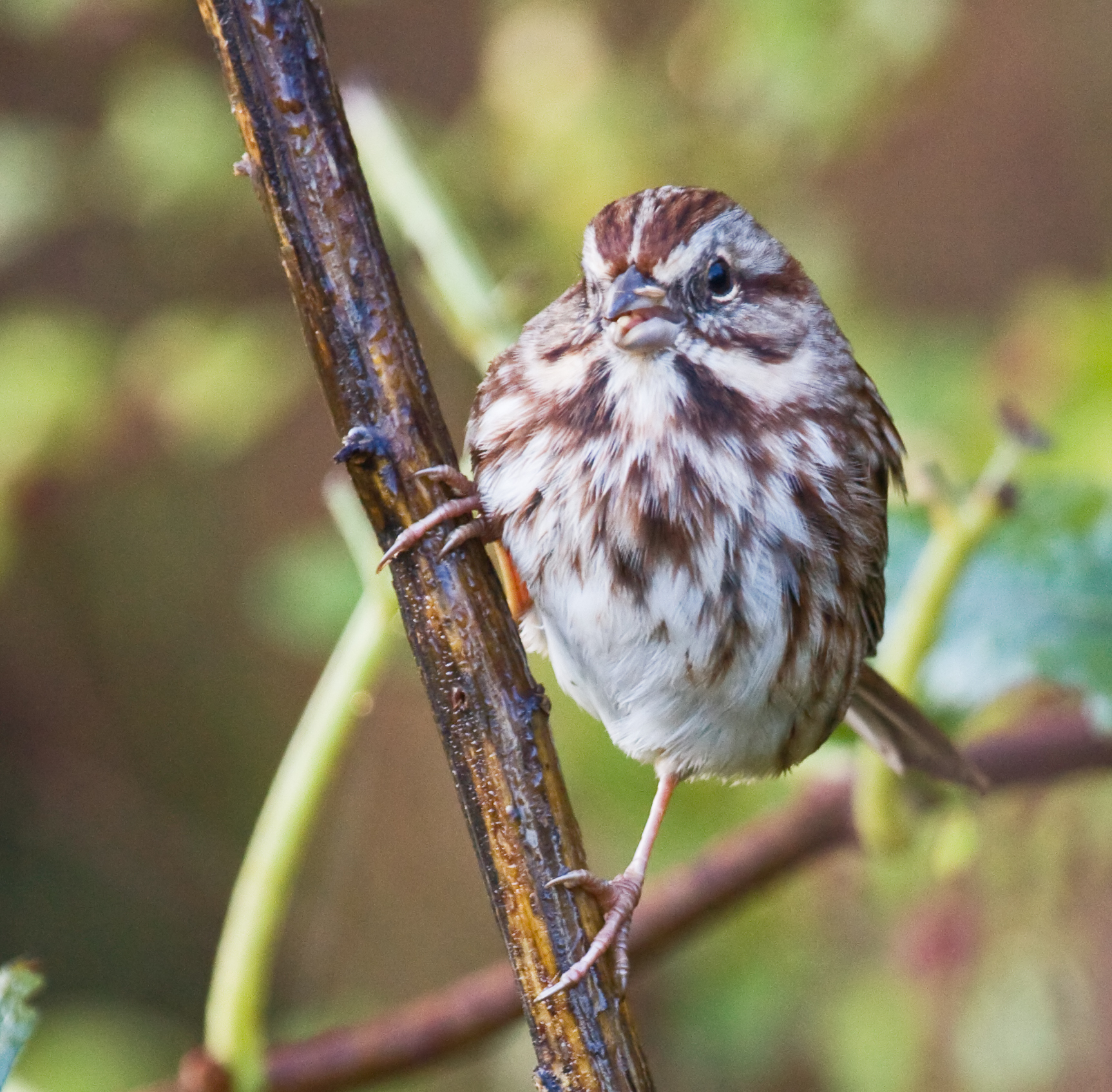 Song Sparrow