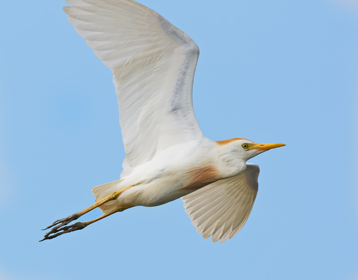 Cattle Egret
