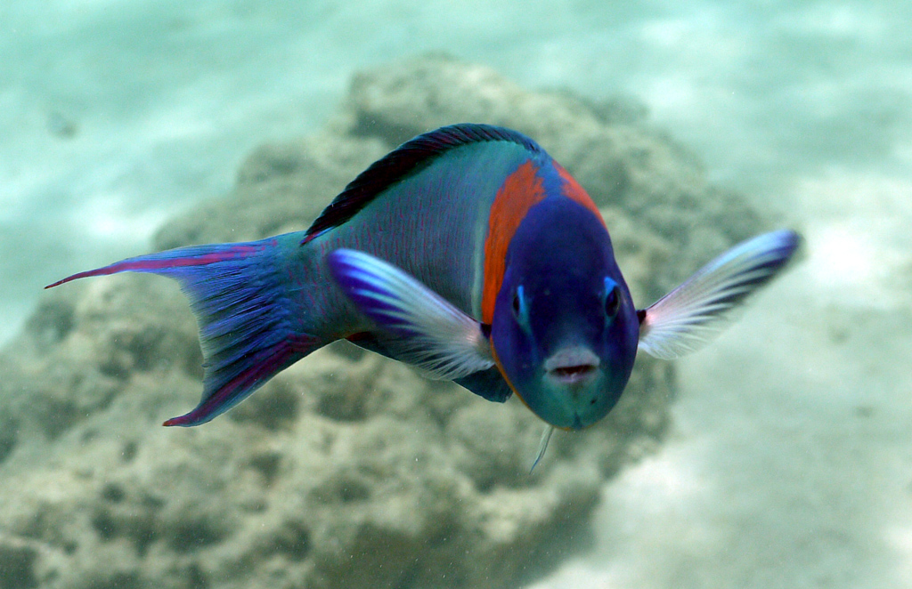 Saddle Wrasse Stares