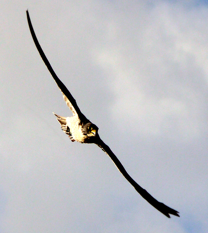 Peregrine Falcon