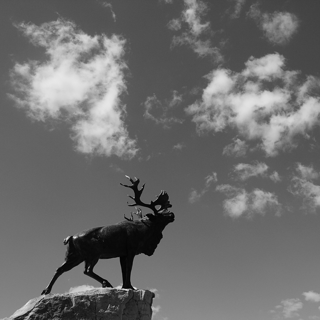 132:365<br>The Solitary Caribou