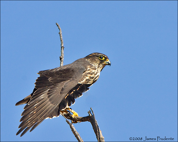 Merlin